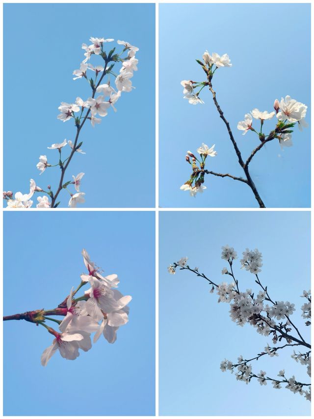 春日上海，工業與櫻花的浪漫約會