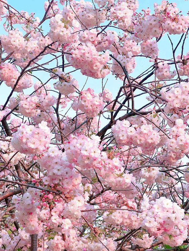 北京賞花了