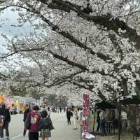 福岡3.27速報🌸九州竟然開了！做第一批「櫻花難民」