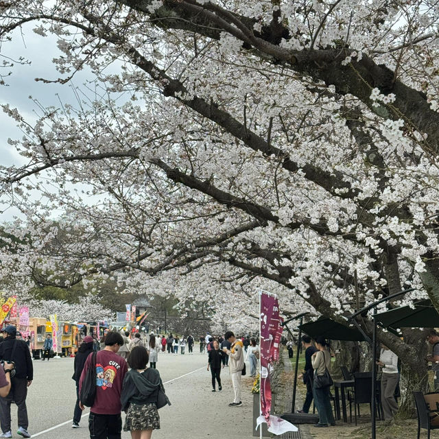 福岡3.27速報🌸九州竟然開了！做第一批「櫻花難民」