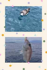 奔赴聖地牙哥：解鎖海釣盛宴，邂逅舌尖與視覺。