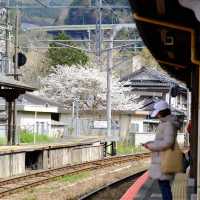 福岡南蔵院臥佛櫻花季