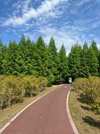 90%人都唔知嘅「森林烏托邦」！黃海森林公園嘅奇幻之旅