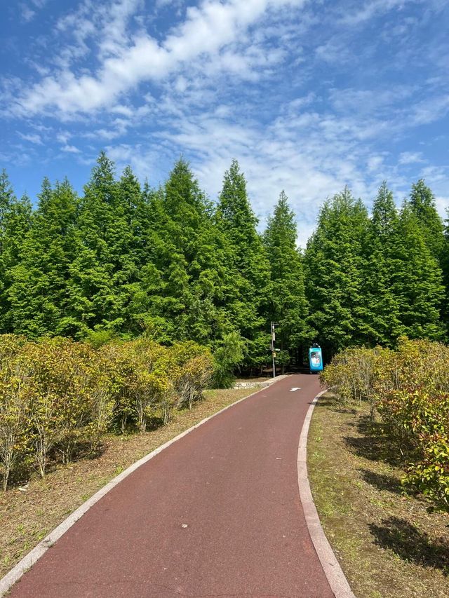 90%人都唔知嘅「森林烏托邦」！黃海森林公園嘅奇幻之旅