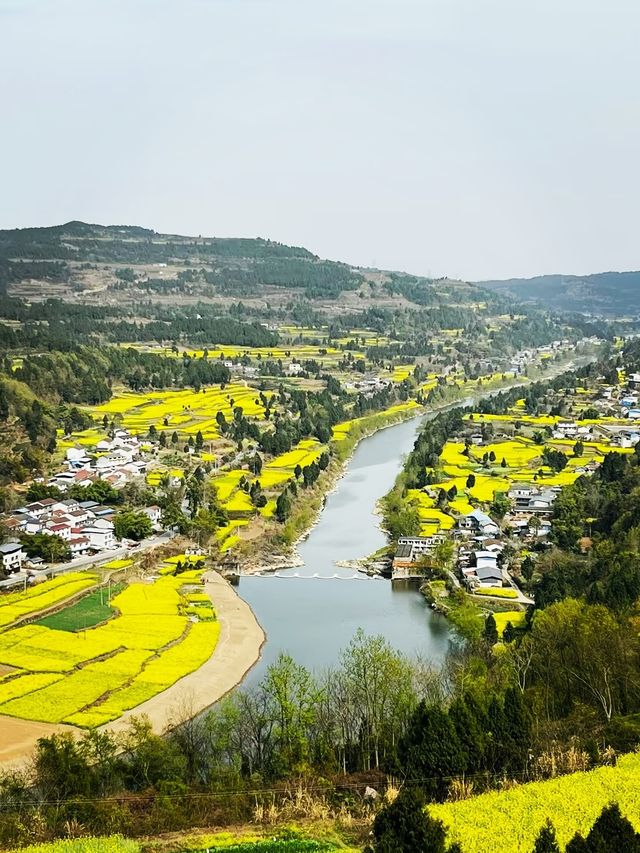 【4月限定】德陽最美油菜花地圖，快收藏！