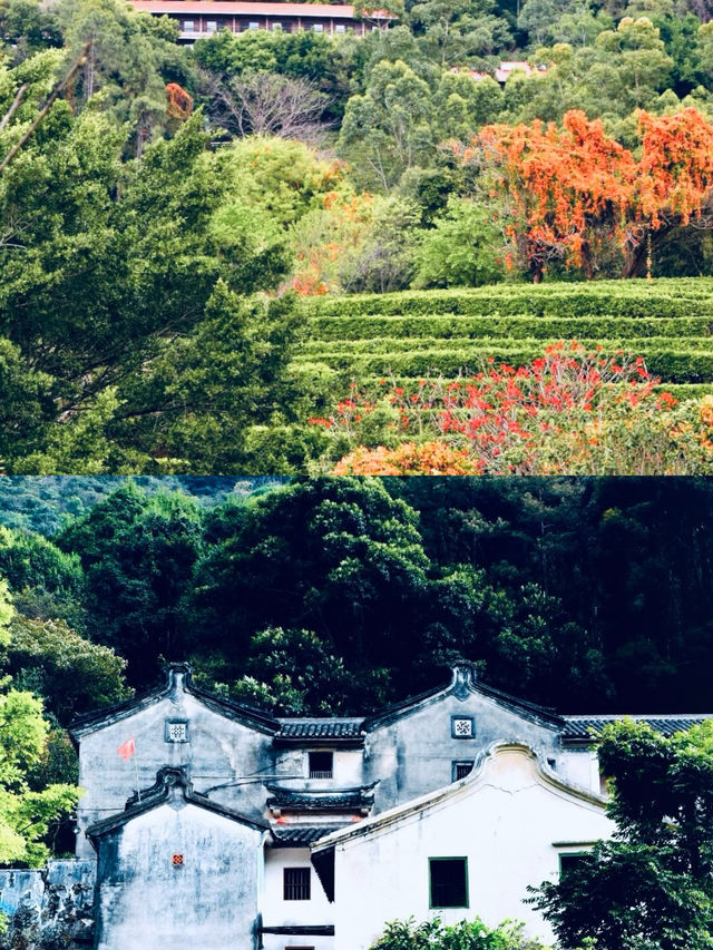 我在梅州上春山，請收藏這份小眾旅遊攻略