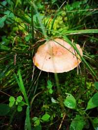 昆明周邊遠足|每週一山，山野行走，親近自然