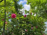 五一去哪裡？又到一年薔薇花季~
