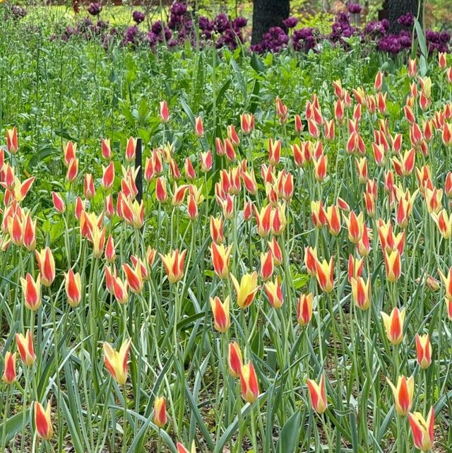  🌷首爾林春日限定浪漫｜鬱金香花海最後倒計時！附避坑拍照攻略 