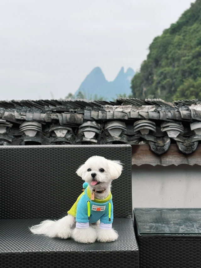 帶小狗自駕陽朔｜山水畫卷悅榕莊