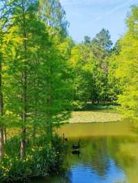5月南京必衝燕雀湖莫奈花園睡蓮已上線🪷