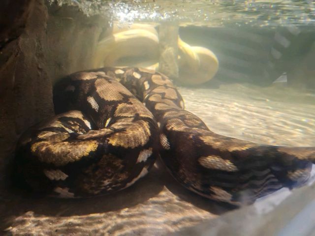 探秘蓉城野趣：成都動物園漫遊指南