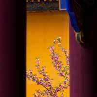 藏在貴陽寺廟裡的櫻花秘境！西普陀寺春日限定太絕了