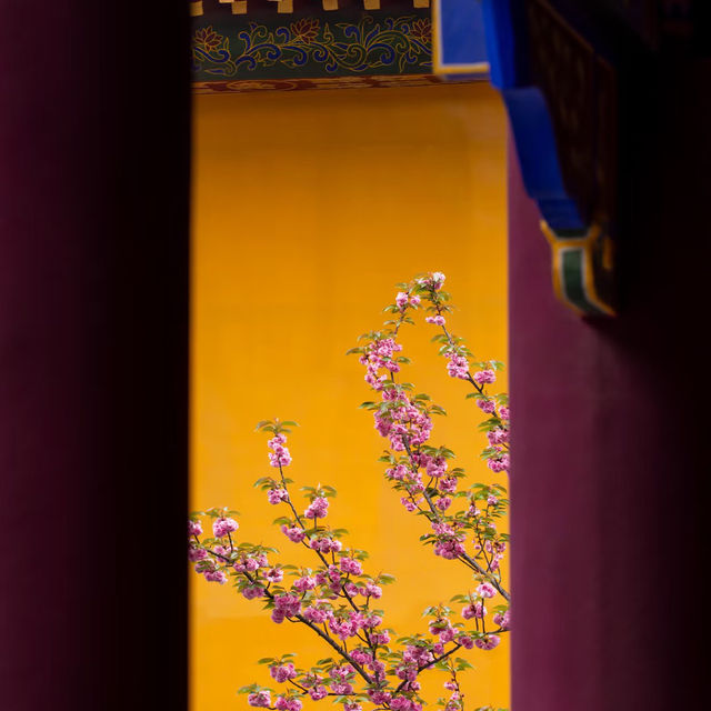 藏在貴陽寺廟裡的櫻花秘境！西普陀寺春日限定太絕了