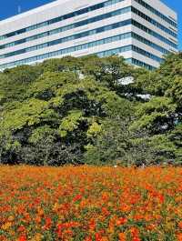 濱離宮恩賜庭園交通攻略：輕鬆抵達東京臨海庭園  
