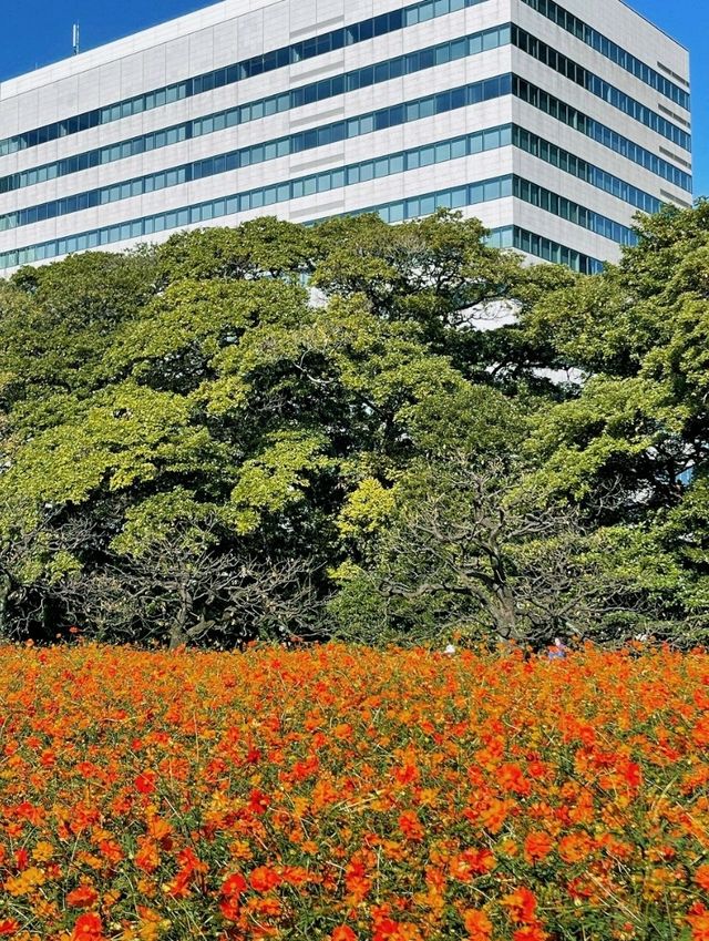 濱離宮恩賜庭園交通攻略：輕鬆抵達東京臨海庭園  