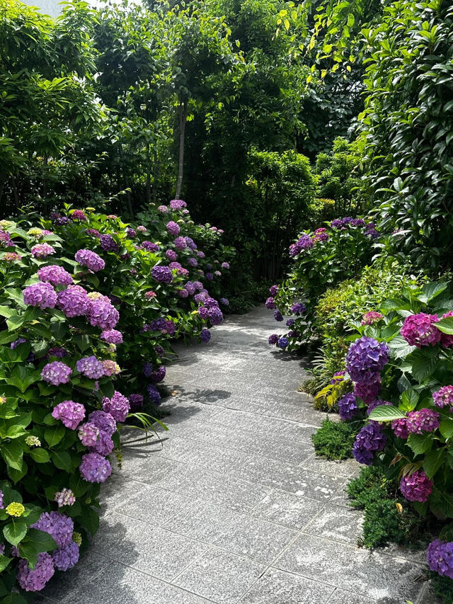 東京白山神社 | 繡球花的絕美盛宴