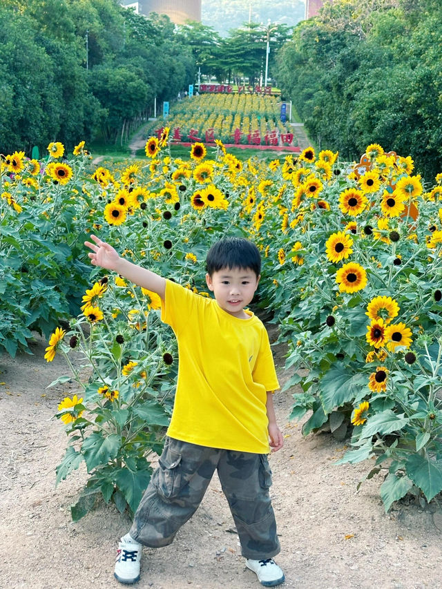 深圳福田的寶子們衝啊！🆕超近市中心的向日葵花海現身市民中心🌻不用遠赴郊區，地鐵直達就能擁抱整片金燦燦的浪漫！
