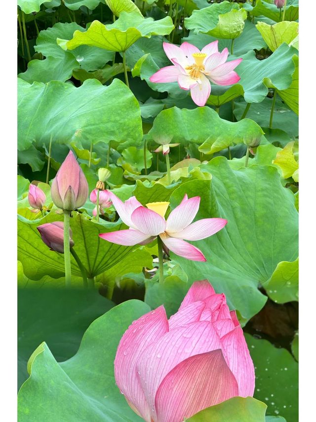 桐鄉周邊遊 賞荷花啦