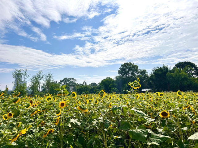 成都這片向日葵花海 直接把我美到語塞🌻