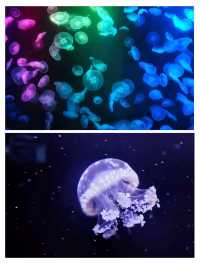 香港海洋公園旺季生存法則！3日玩盡20個項目，呢5個錯千祈唔好犯