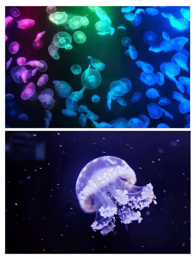 香港海洋公園旺季生存法則！3日玩盡20個項目，呢5個錯千祈唔好犯