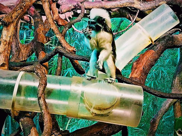 Tamao Wildlife Rescue: Cambodia’s Sanctuary of Hope