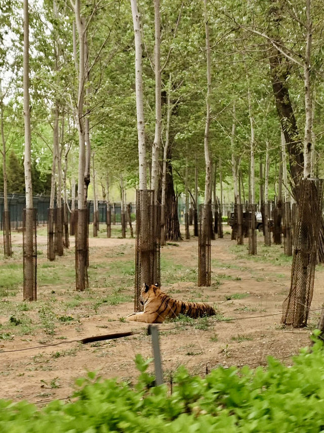 野性與和諧的邂逅——秦皇島野生動物園
