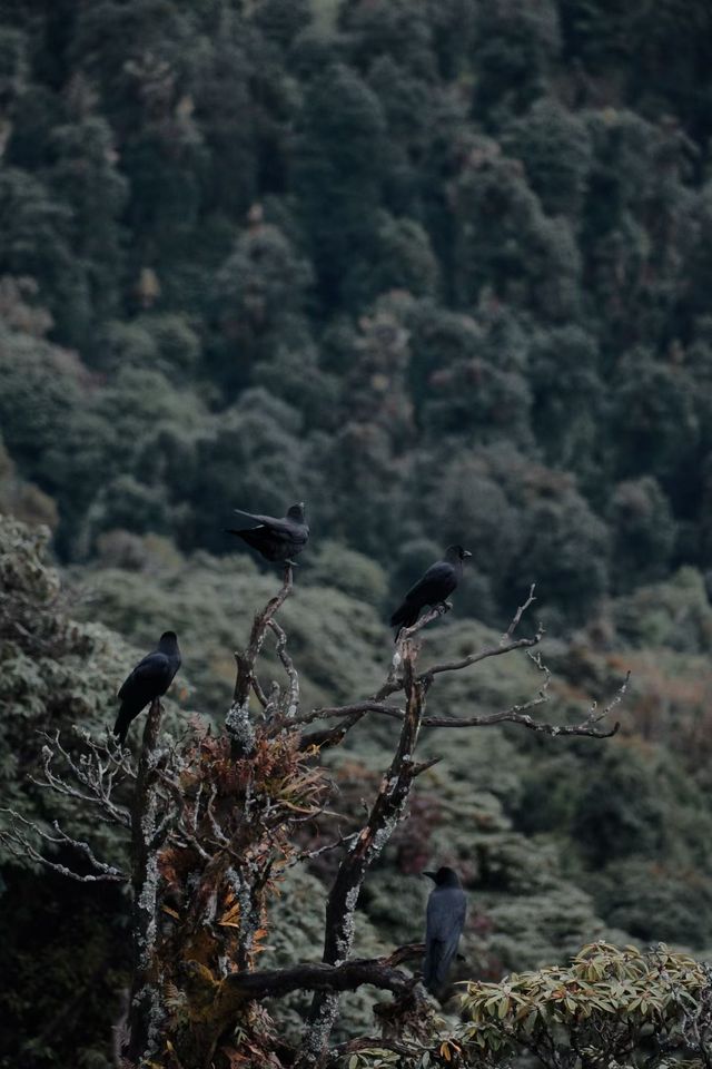 反向旅遊天花板！尼泊爾ABC徒步保姆級攻略