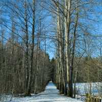 🎿 Cross-Country Skiing in Helsinki – Gliding Through a Winter Dream