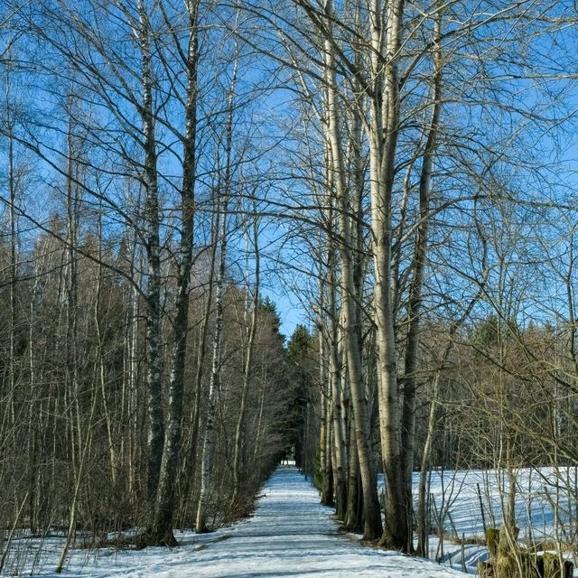 🎿 Cross-Country Skiing in Helsinki – Gliding Through a Winter Dream