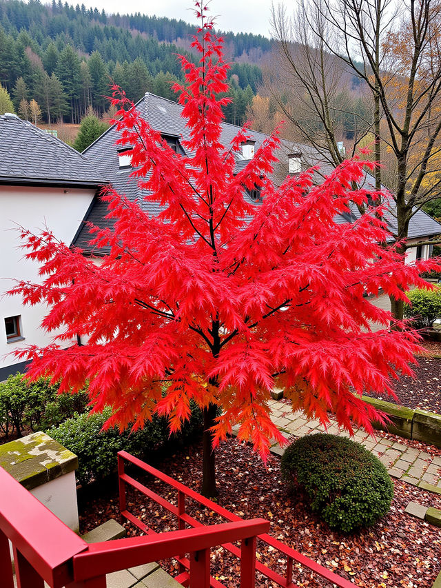 日本私藏紅葉秘境！這些小眾地美到犯規