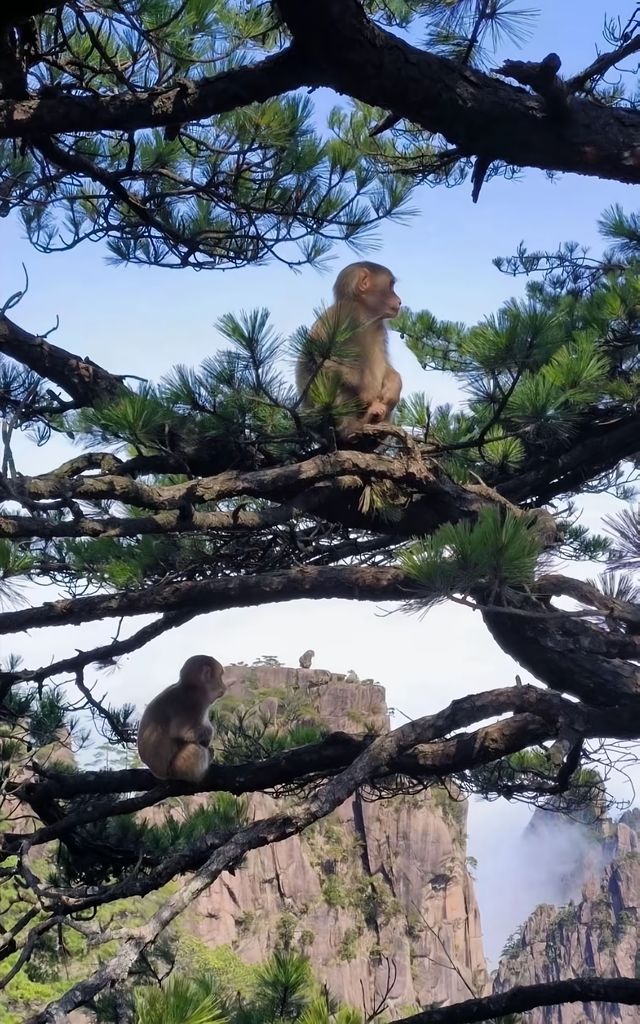 黃山歸來不看岳！這個絕美的地方值得一去再去
