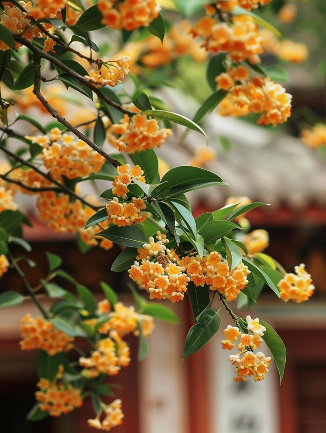 法門文化景區秋日限定香氛，桂花綻放香滿秋