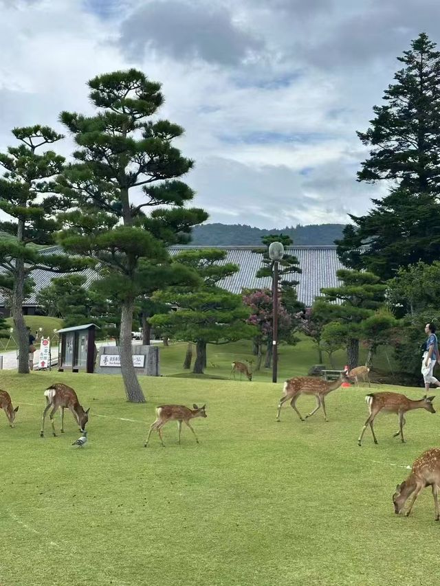 奈良！小鹿亂撞的治癒之旅