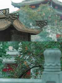 柿紅雀滿枝｜南京毗盧寺