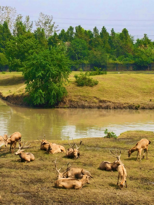 泰州溱湖濕地公園,真實體驗及攻略解析 泰州溱湖濕地公園,真實體驗及攻略解析
