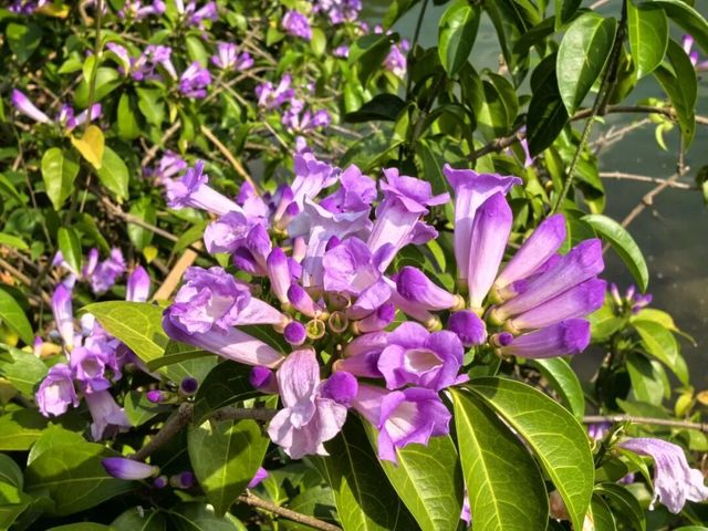 龍潭公園蒜香藤盛開