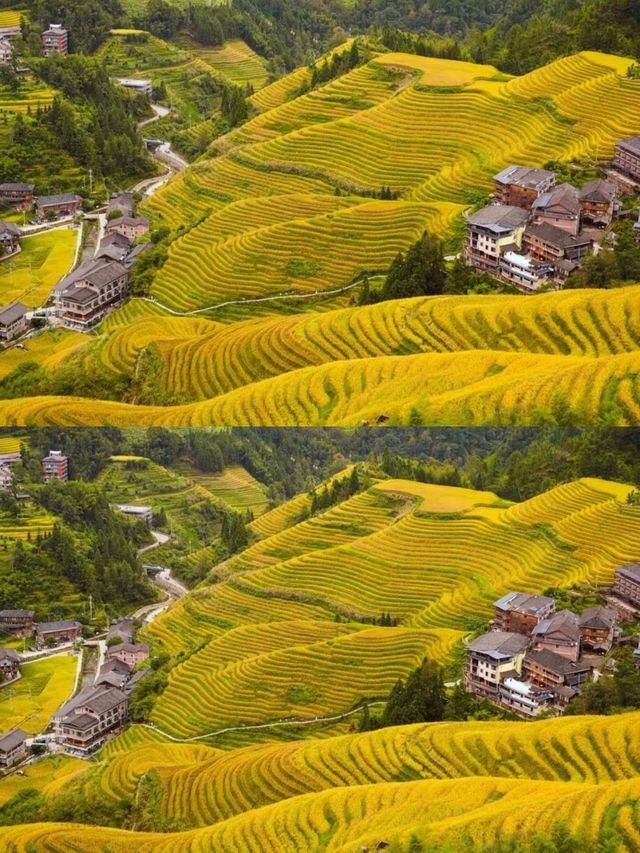 請查收:來自《國家地理》的抹茶千層 請查收:來自《國家地理》的抹茶千層