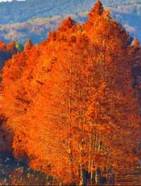 蘇州有自己的阿勒泰