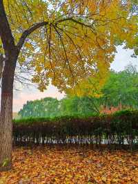 秋日限定西安浐灞濕地公園美翻了免費童話秘境打卡攻略