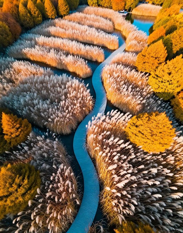 打卡唐風秋韻|邂逅城市邊的詩意與溫柔|收穫滿滿的治癒與快樂