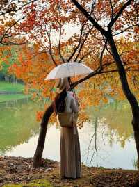 西安小眾賞秋秘境浐灞濕地公園銀杏打卡攻略