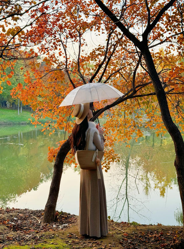 西安小眾賞秋秘境浐灞濕地公園銀杏打卡攻略