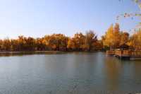 金秋必衝!金塔胡楊林500字治癒系攻略