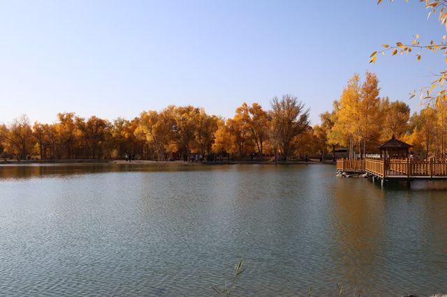 金秋必衝!金塔胡楊林500字治癒系攻略 金秋必衝!金塔胡楊林500字治癒系攻略