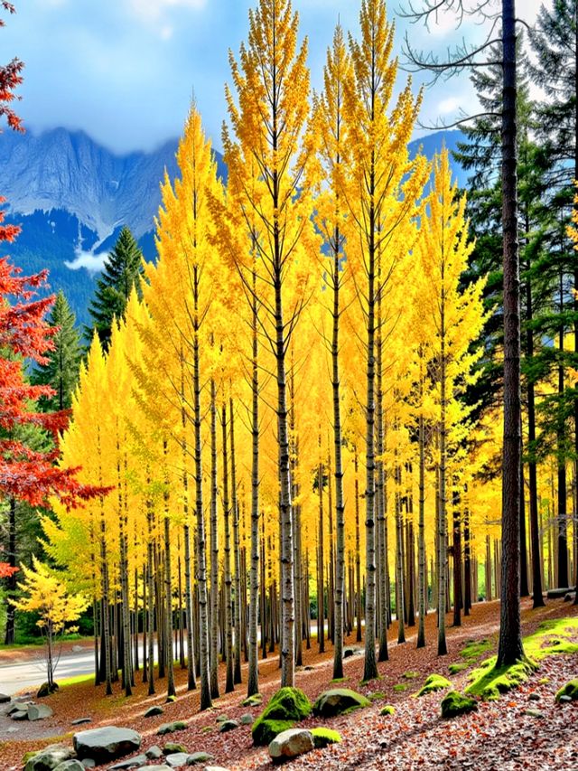 甘肅私藏！天水才是絲路真寶藏，彩林+千年人文美到失語