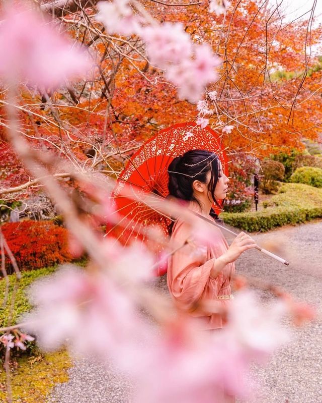 奈良秋季紅葉打卡指南收藏這篇就夠了！