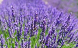 Melbourne Lavender Fields Purple Feast