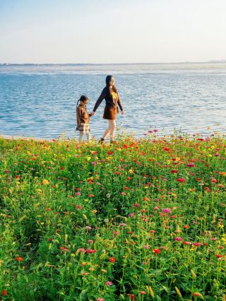 The flower sea at Dianshan Lake is in full bloom with a romantic sunset